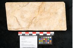 Foto (Objekt + Etikett) von Plantae indet.  (NHMW-GEO-2024-0188-11637)